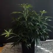 8 World of Seeds | Mongolia THC Free