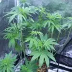 Grow 5.3| Zamnesia | Lemon Cherry Gelato