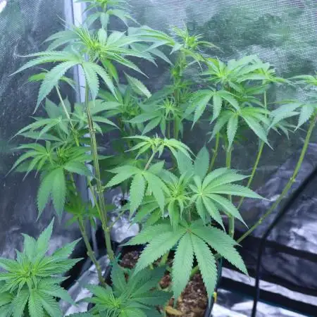 Grow 5.3| Zamnesia | Lemon Cherry Gelato