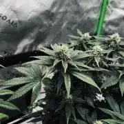 Grow 7.4 | Zamnesia| GMO Cookies