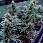 Grow 5.2 | Divine Seeds Auto Black Opium