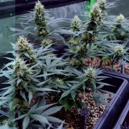 Grow 5.2 | Divine Seeds Auto Black Opium