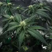 Grow 7.4 | Zamnesia| GMO Cookies