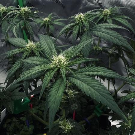 Grow 7.4 | Zamnesia| GMO Cookies
