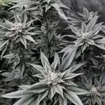 Grow 5.5 | Humboldt | Vanilla Frosting