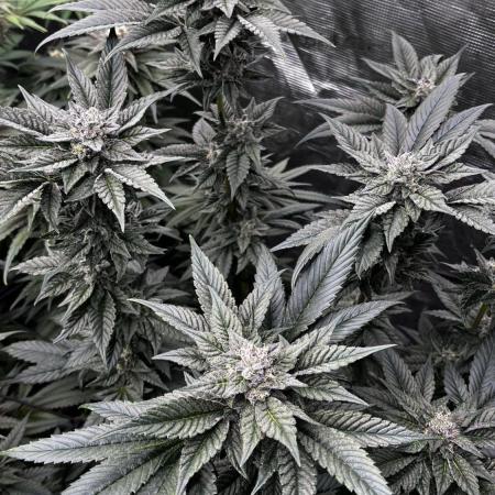 Grow 5.5 | Humboldt | Vanilla Frosting