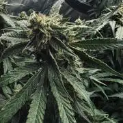 Grow 7.5 | Green House | Shishka Lemon