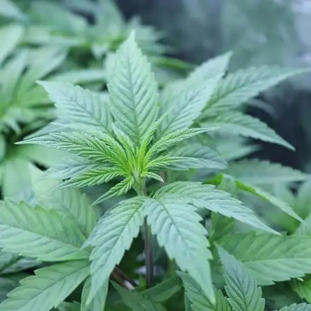 Grow 5.5 | Humboldt | Vanilla Frosting
