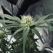 Grow 7.5 | Green House | Shishka Lemon