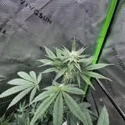 Grow 6.2 | Doctors Choice | Black Mamba