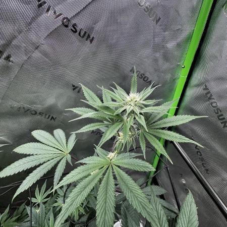 Grow 6.2 | Doctors Choice | Black Mamba