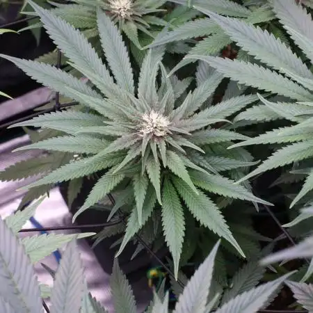 Grow 5.4 | Zamnesia | Purple Urkle