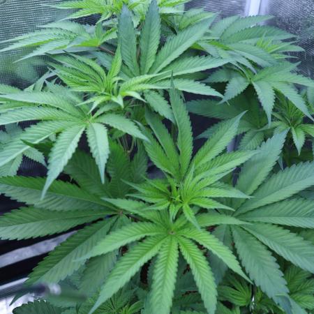 Grow 5.3| Zamnesia | Lemon Cherry Gelato