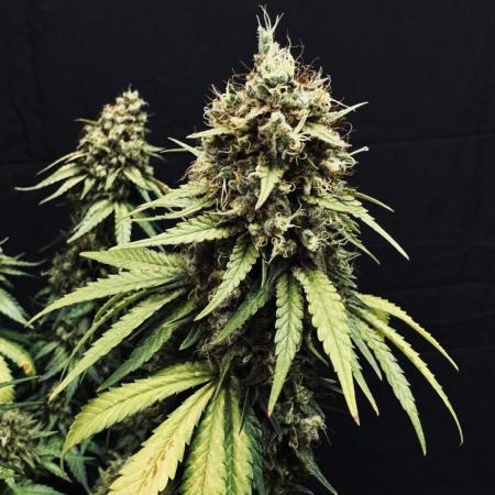 Grow 7.3 Kannabia | Mexican Sativa Fem.