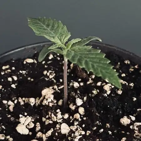 Grow 5.4 | Zamnesia | Purple Urkle