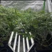 8 |  Serious Seeds | Beta Pink Kalimist