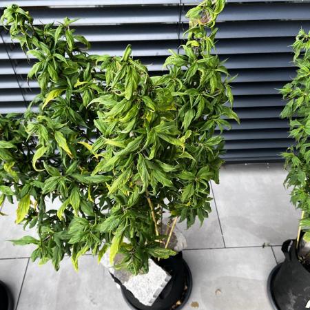 Grow 3.2 | Terpyz | Blueberry Lime Kush AD