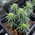 GROW 5.0 | Divine Seeds Auto Big Demon