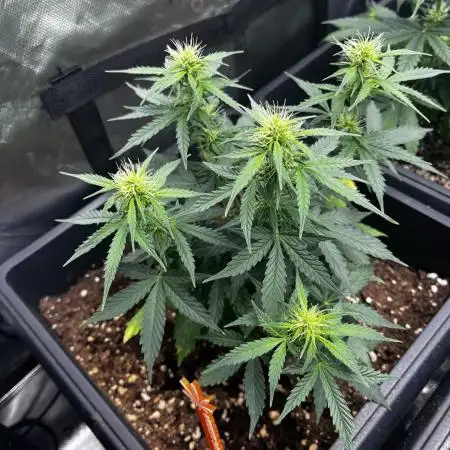 GROW 5.0 | Divine Seeds Auto Big Demon