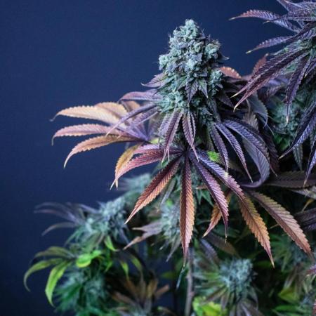 Grow 5.3| Zamnesia | Lemon Cherry Gelato