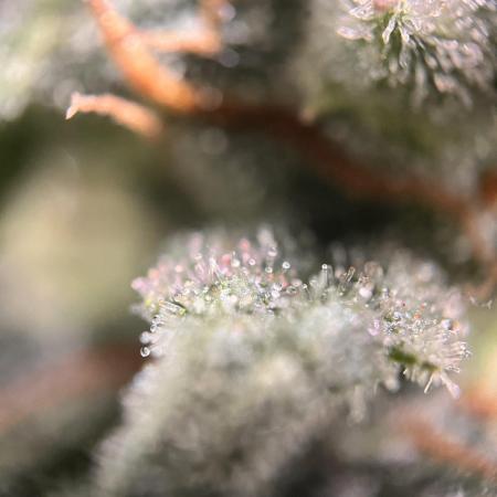 Eternity Grow Cup 2025 |Genetic: Zamnesia Autoflower Runtz