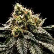 Grow | 3.4 | Zamnesia | Ice Cream Cake