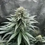 Grow 5.4 | Zamnesia | Purple Urkle