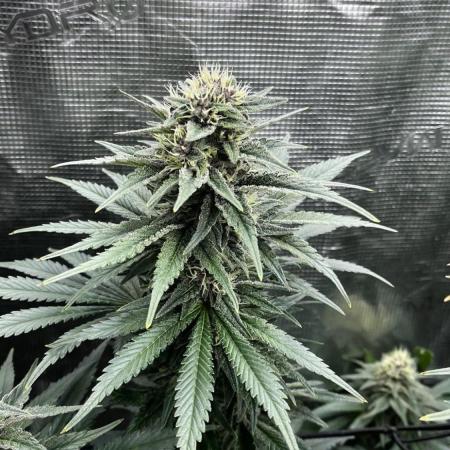 Grow 5.4 | Zamnesia | Purple Urkle
