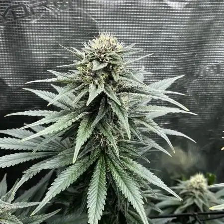 Grow 5.4 | Zamnesia | Purple Urkle
