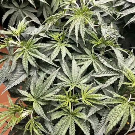 Grow 4.1 | Humboldt | California Haze