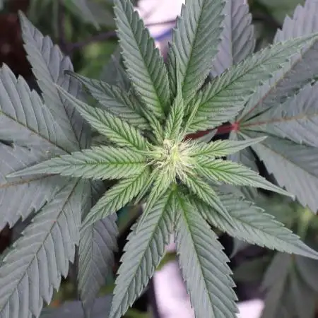 Grow 5.5 | Humboldt | Vanilla Frosting