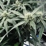 Grow 7.5 | Green House | Shishka Lemon