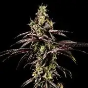 Grow 3.1 | Zamnesia | Skywalker OG