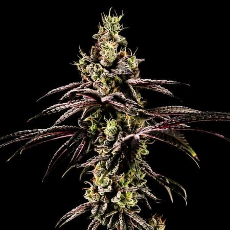 Grow 3.1 | Zamnesia | Skywalker OG