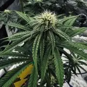 Grow 7.6 | Green House | Super Banana