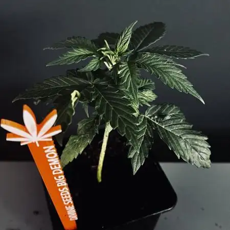 GROW 5.0 | Divine Seeds Auto Big Demon