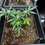 Grow 5.2 | Divine Seeds Auto Black Opium