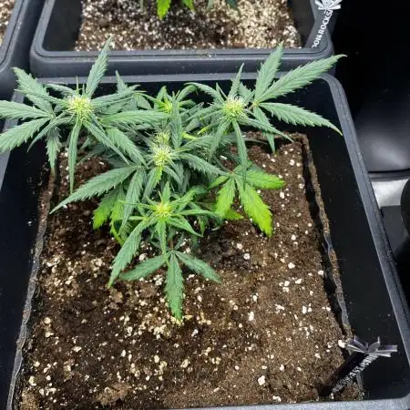 Grow 5.2 | Divine Seeds Auto Black Opium