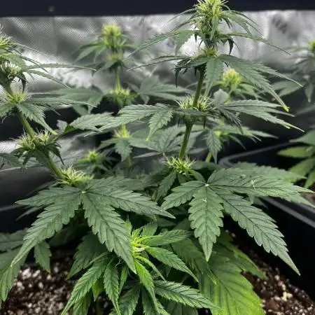 Grow 5.2 | Divine Seeds Auto Black Opium