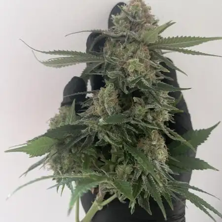 Grow 3.0 | Zamnesia | Green Goblin