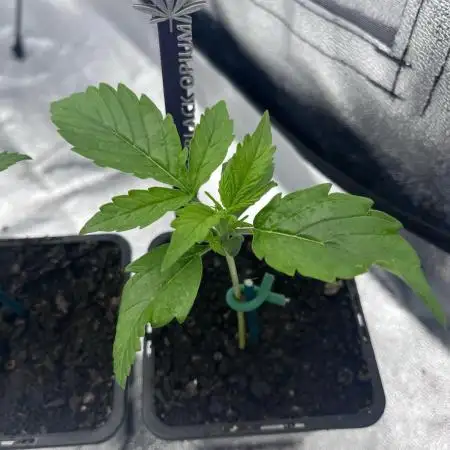 Grow 5.2 | Divine Seeds Auto Black Opium
