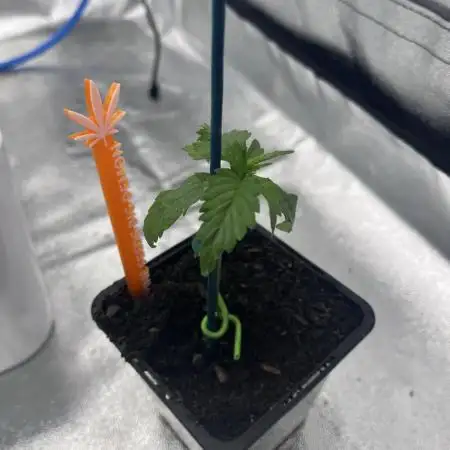 GROW 5.0 | Divine Seeds Auto Big Demon