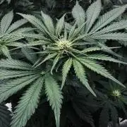 Grow 7.1  | Doctors Choice | DC Kush