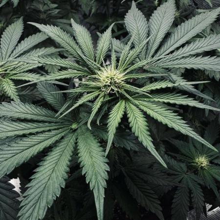 Grow 7.1  | Doctors Choice | DC Kush