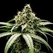 Grow 4.0 | Humboldt | Hi-Biscus