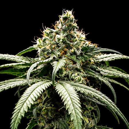 Grow 4.0 | Humboldt | Hi-Biscus