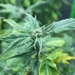 Grow 3.2 | Terpyz | Blueberry Lime Kush AD