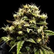 Grow 4.1 | Humboldt | California Haze