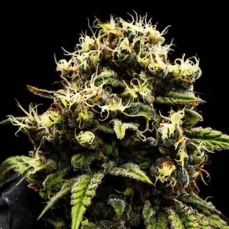Grow 4.1 | Humboldt | California Haze