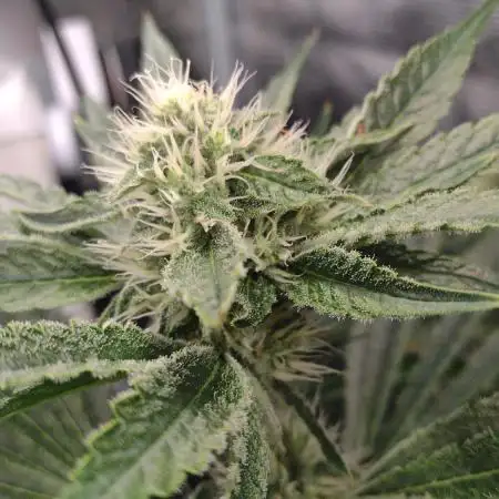 Grow | 3.4 | Zamnesia | Ice Cream Cake